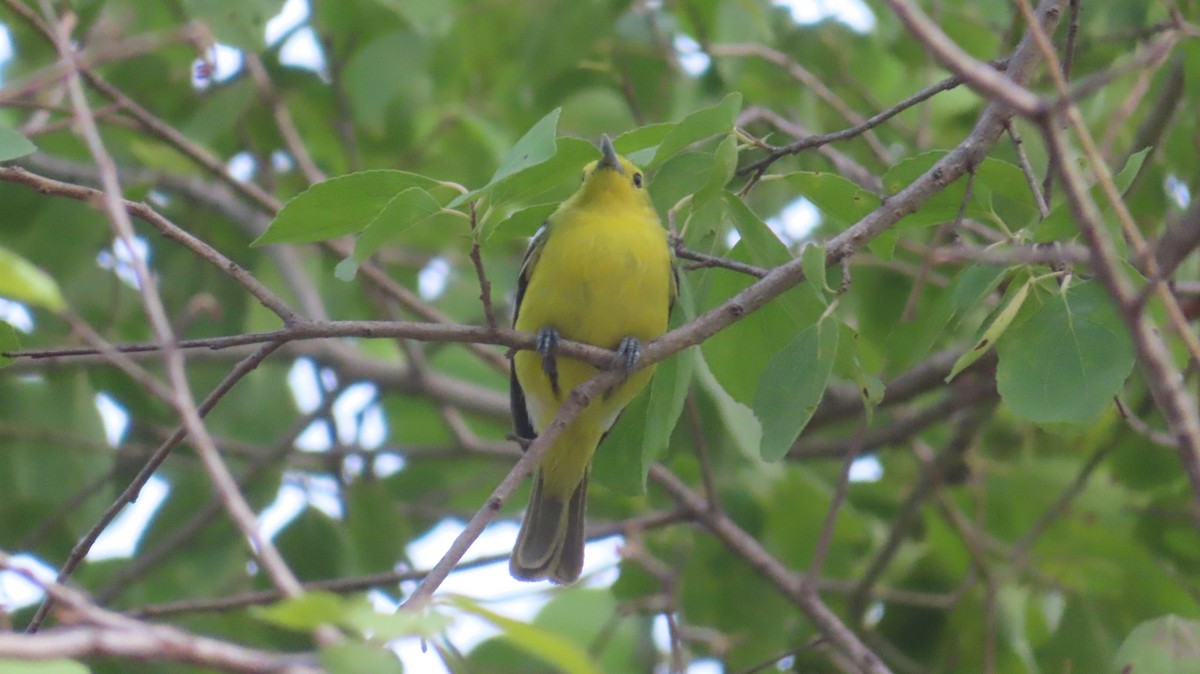 Common Iora - Sujay Biswas