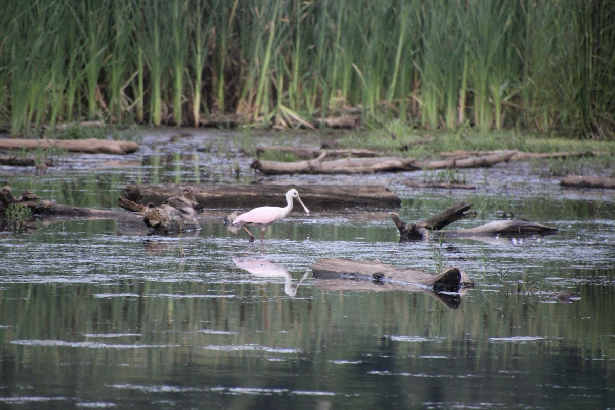 Roseate Spoonbill - ML620688412