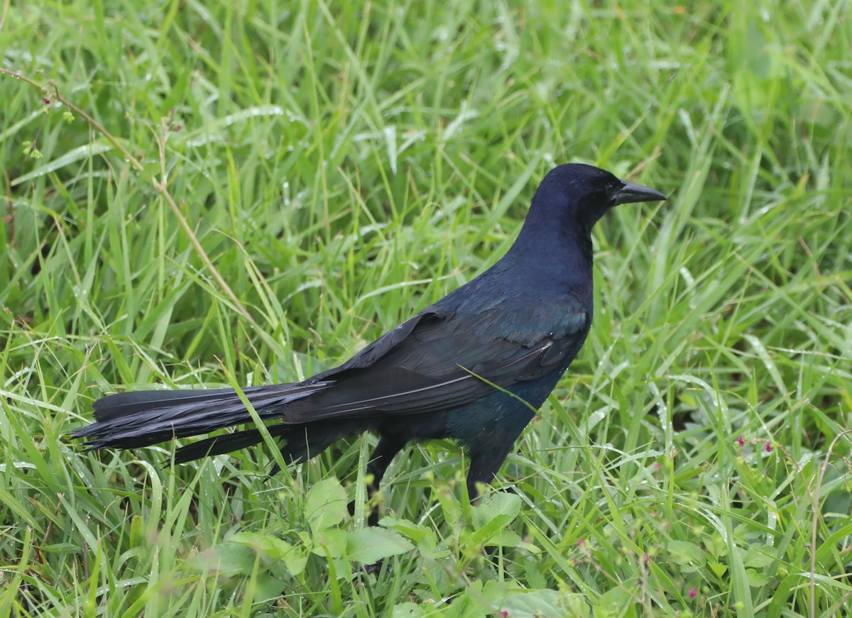 Boat-tailed Grackle - ML620688414