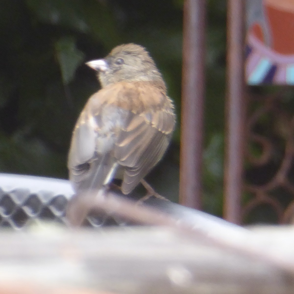 Junco Ojioscuro (grupo oreganus) - ML620688416