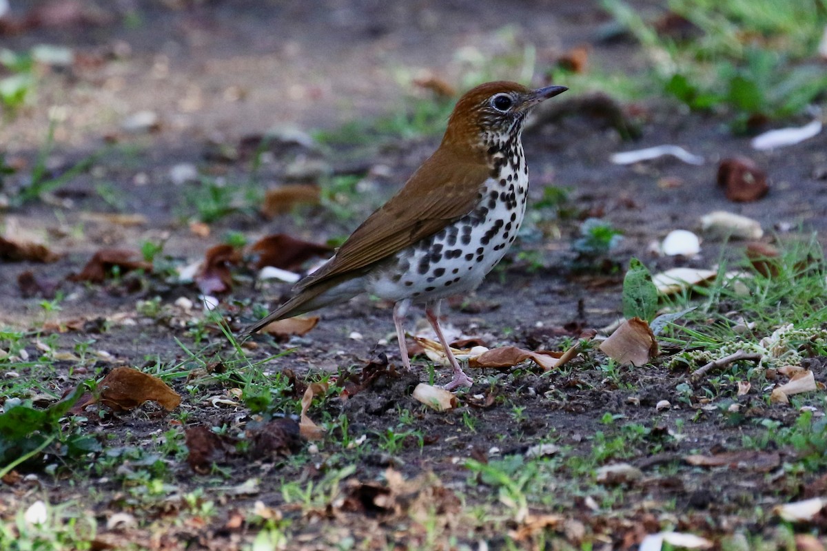 Wood Thrush - ML620688419