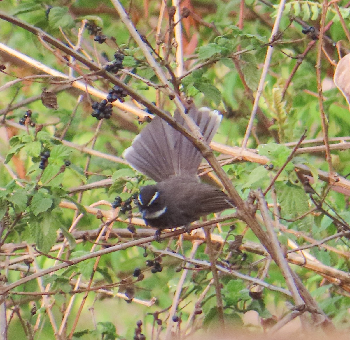 White-browed Fantail - ML620688422