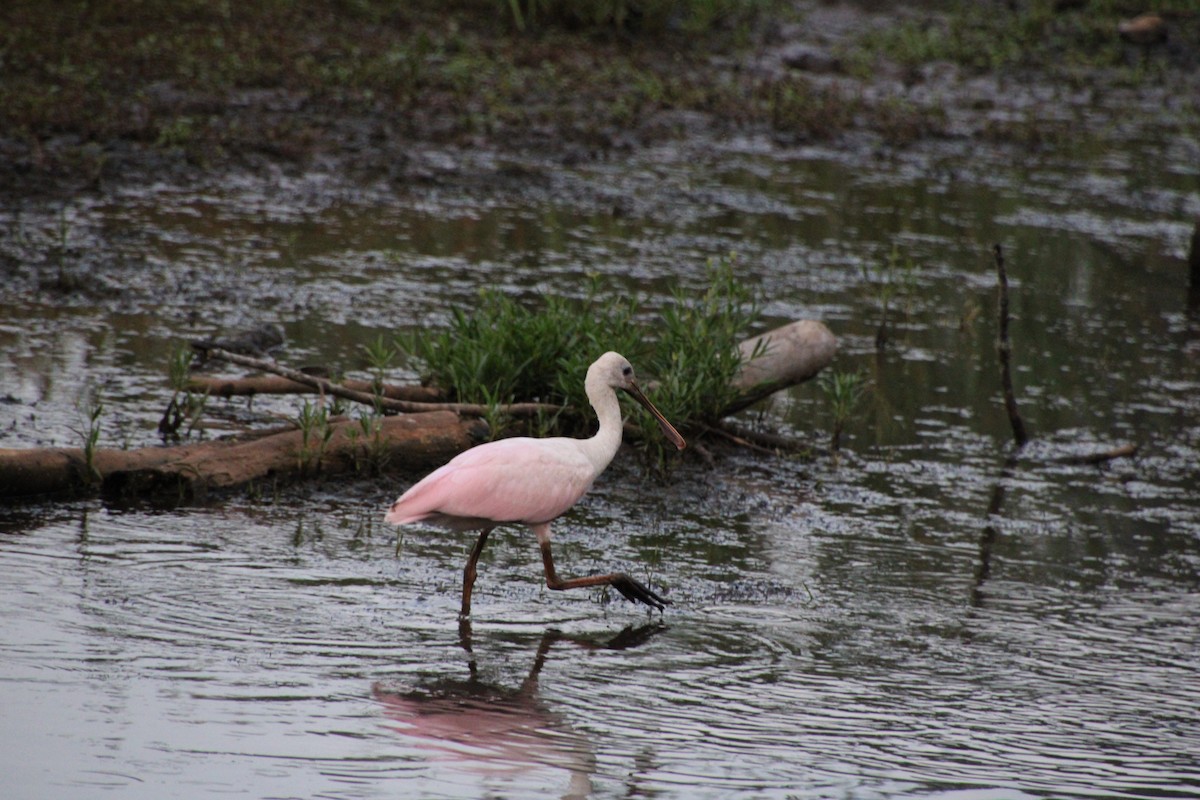 Roseate Spoonbill - ML620688423