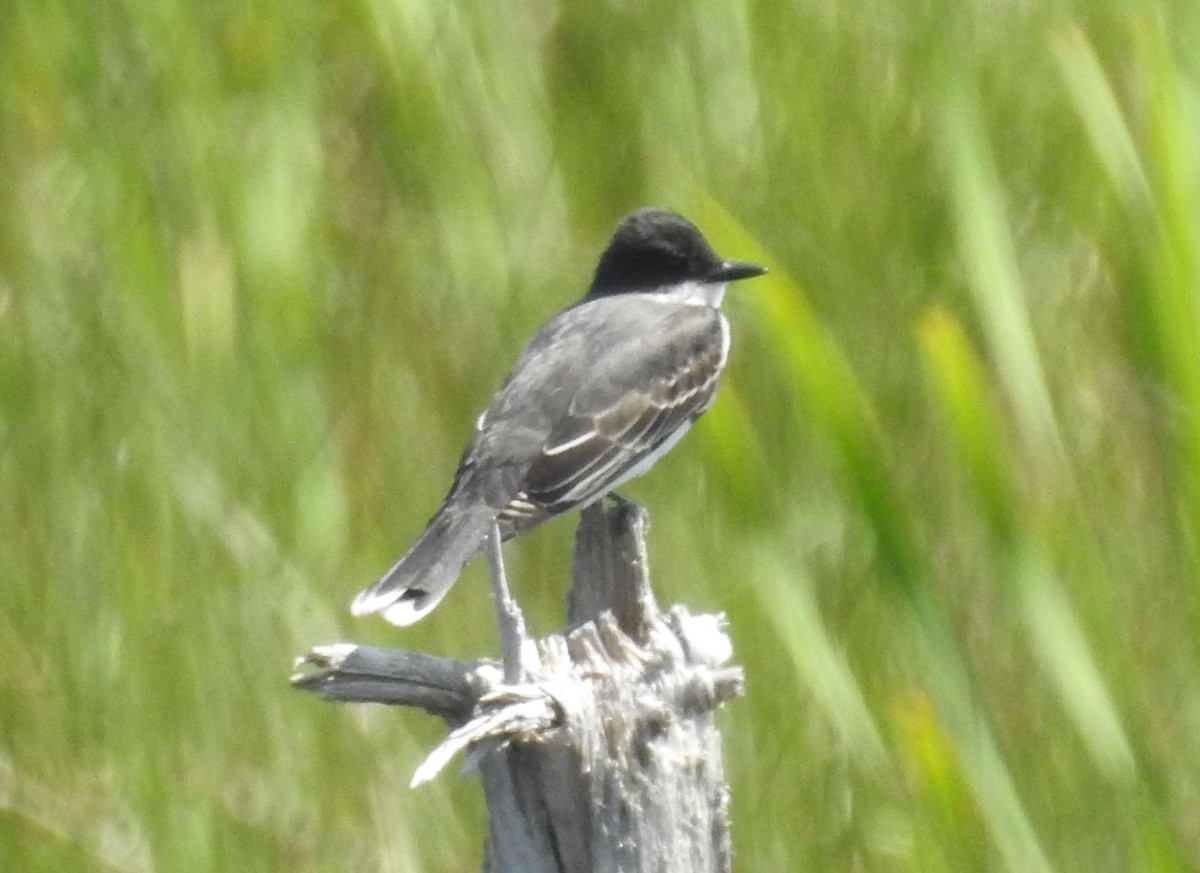 Schieferrücken-Königstyrann - ML620688424