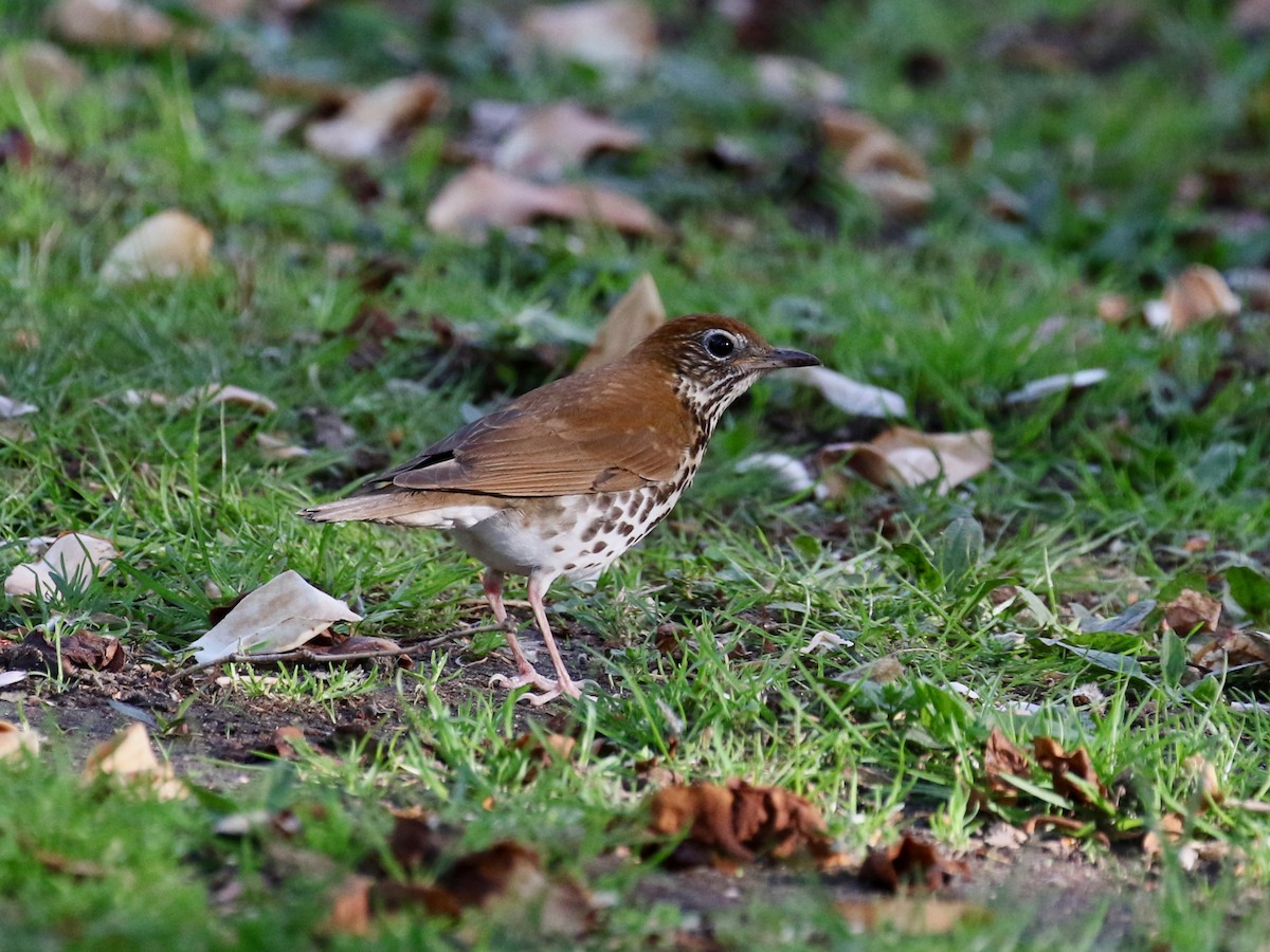 Wood Thrush - ML620688426