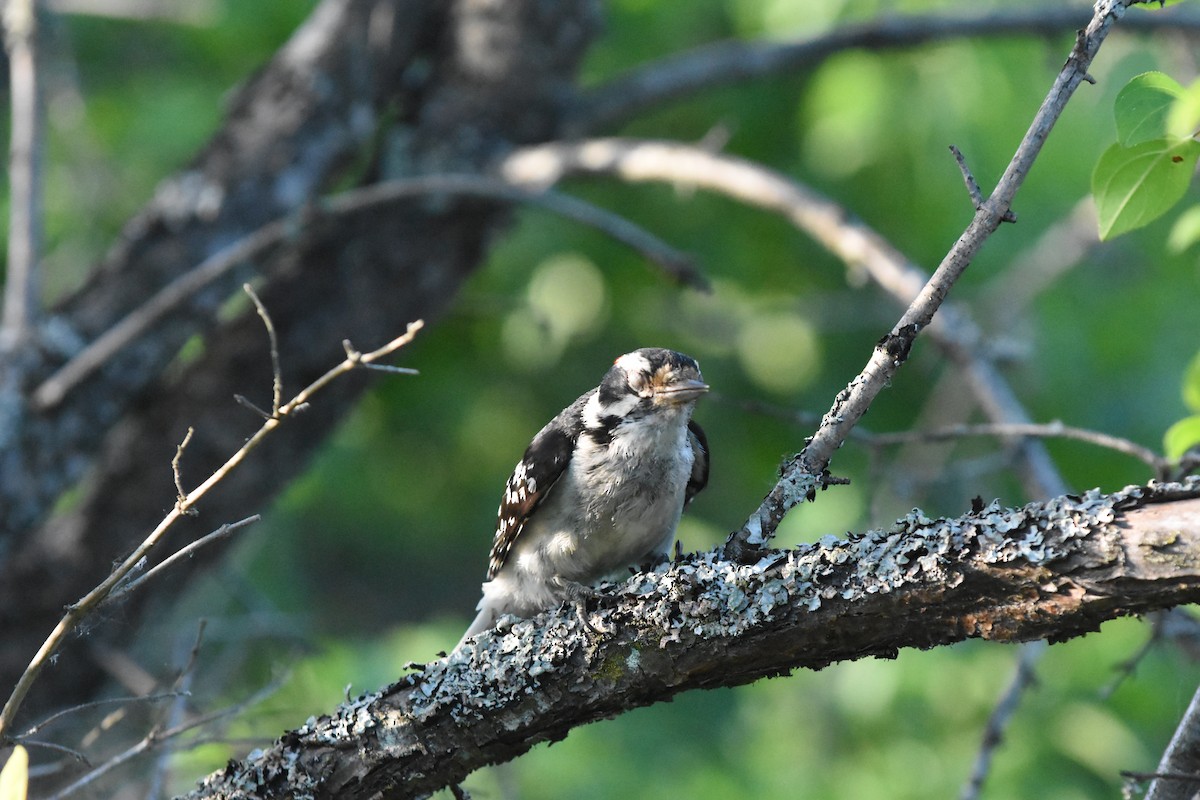 Downy Woodpecker - ML620688428