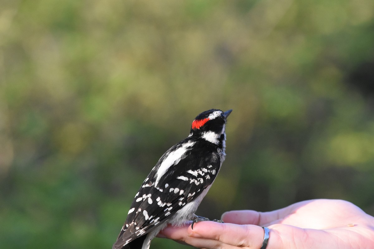 Downy Woodpecker - ML620688431