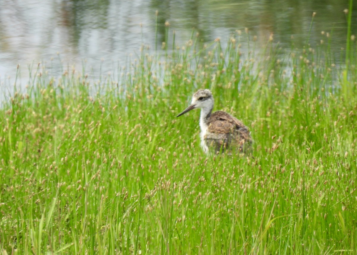 Black-necked Stilt - ML620688432