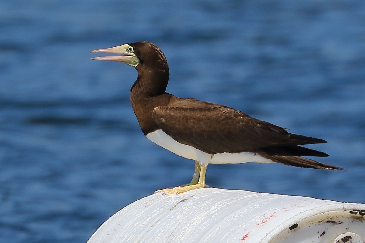 Brown Booby - ML620688435