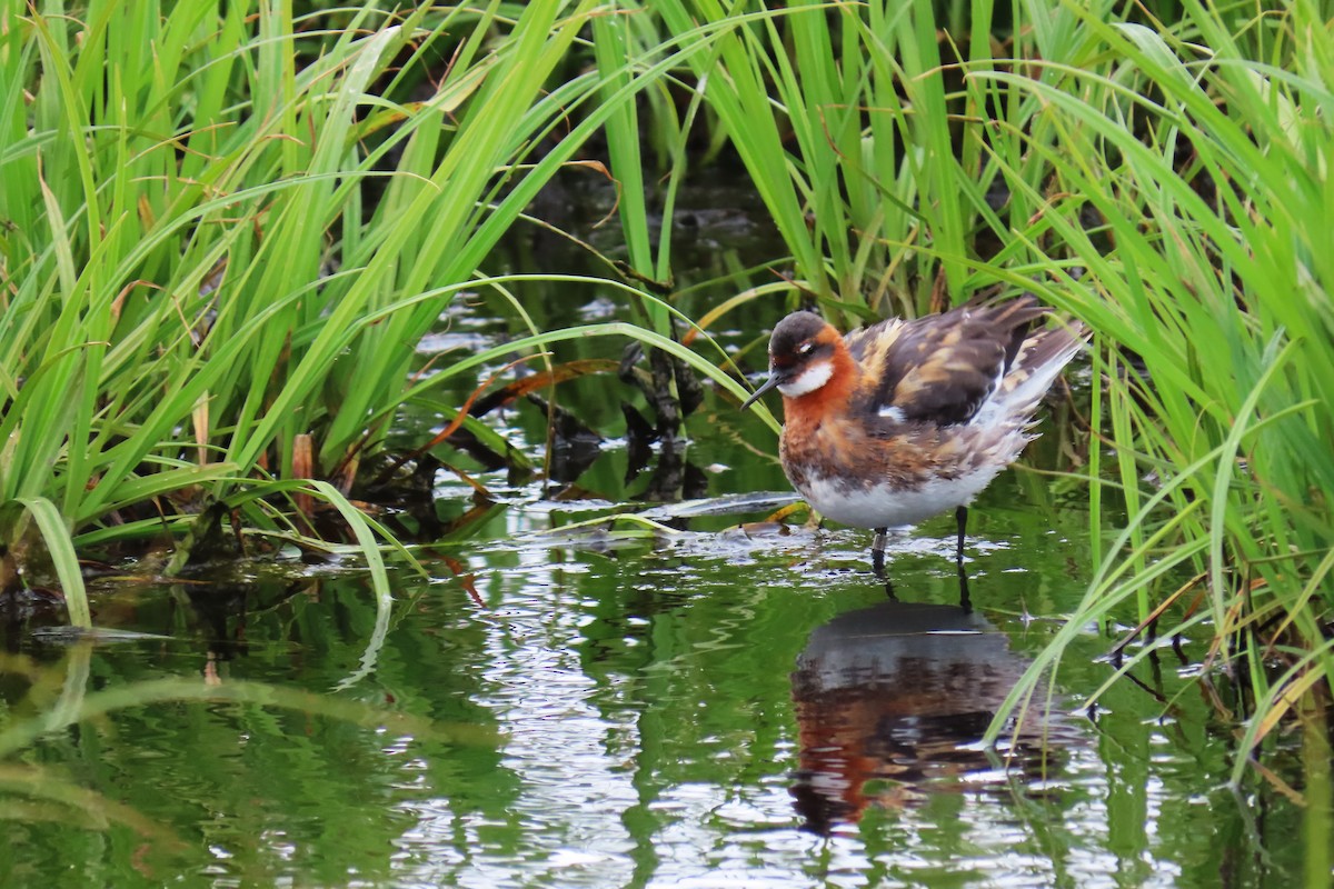 Red-necked Phalarope - ML620688438