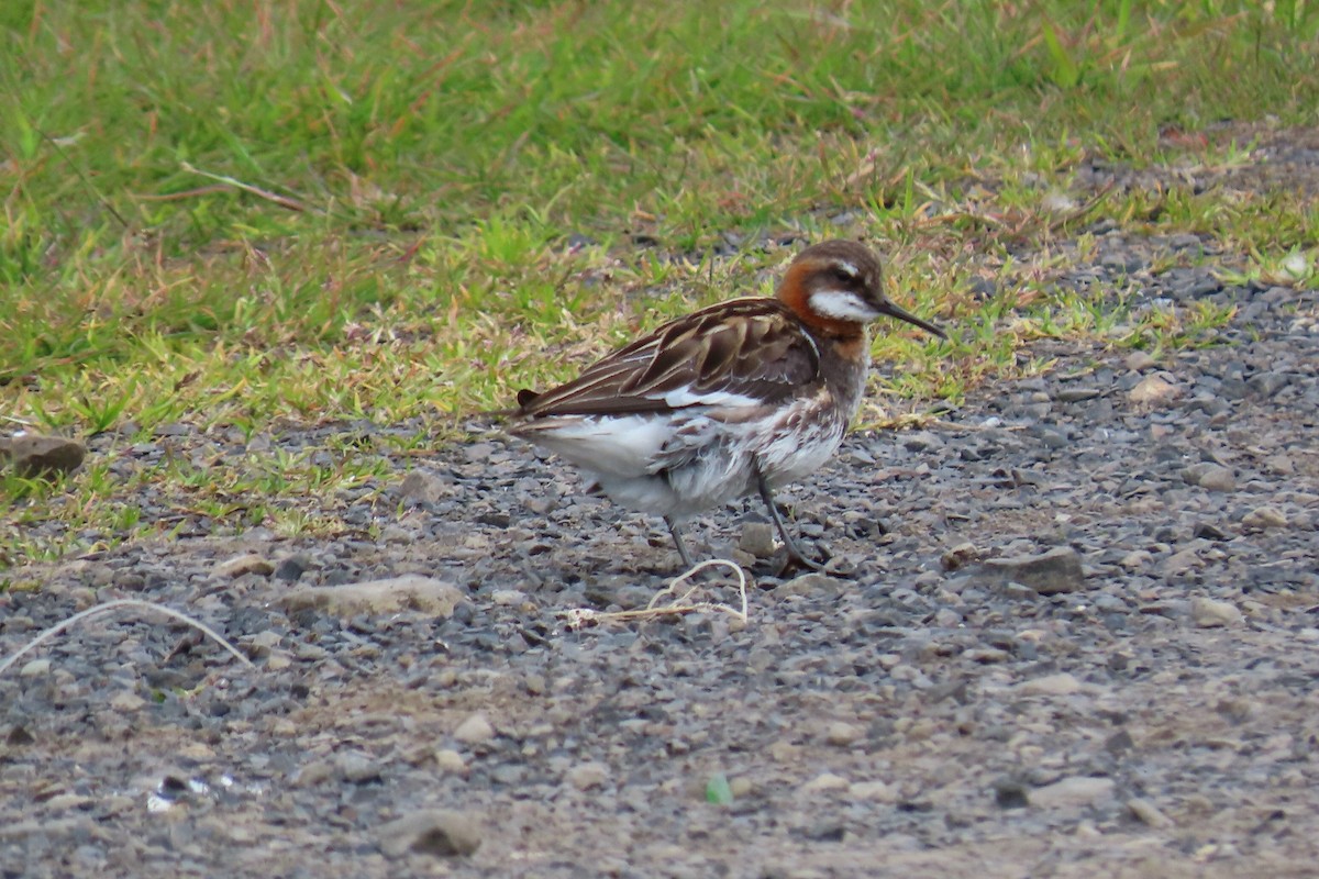 Red-necked Phalarope - ML620688441