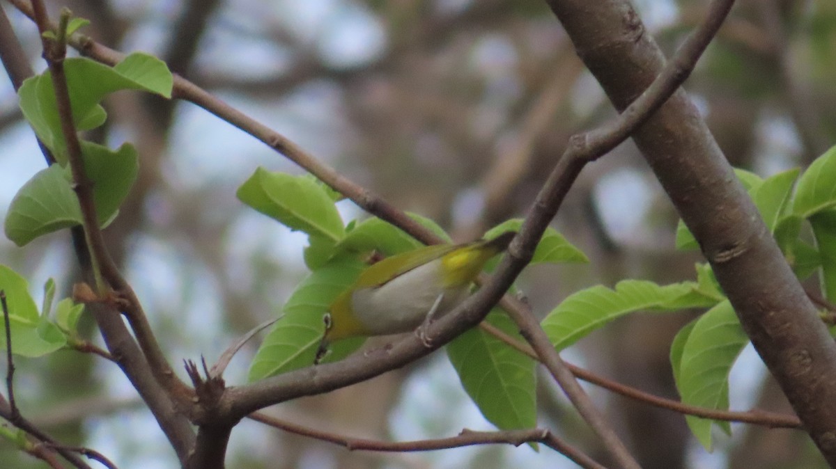 Indian White-eye - ML620688464