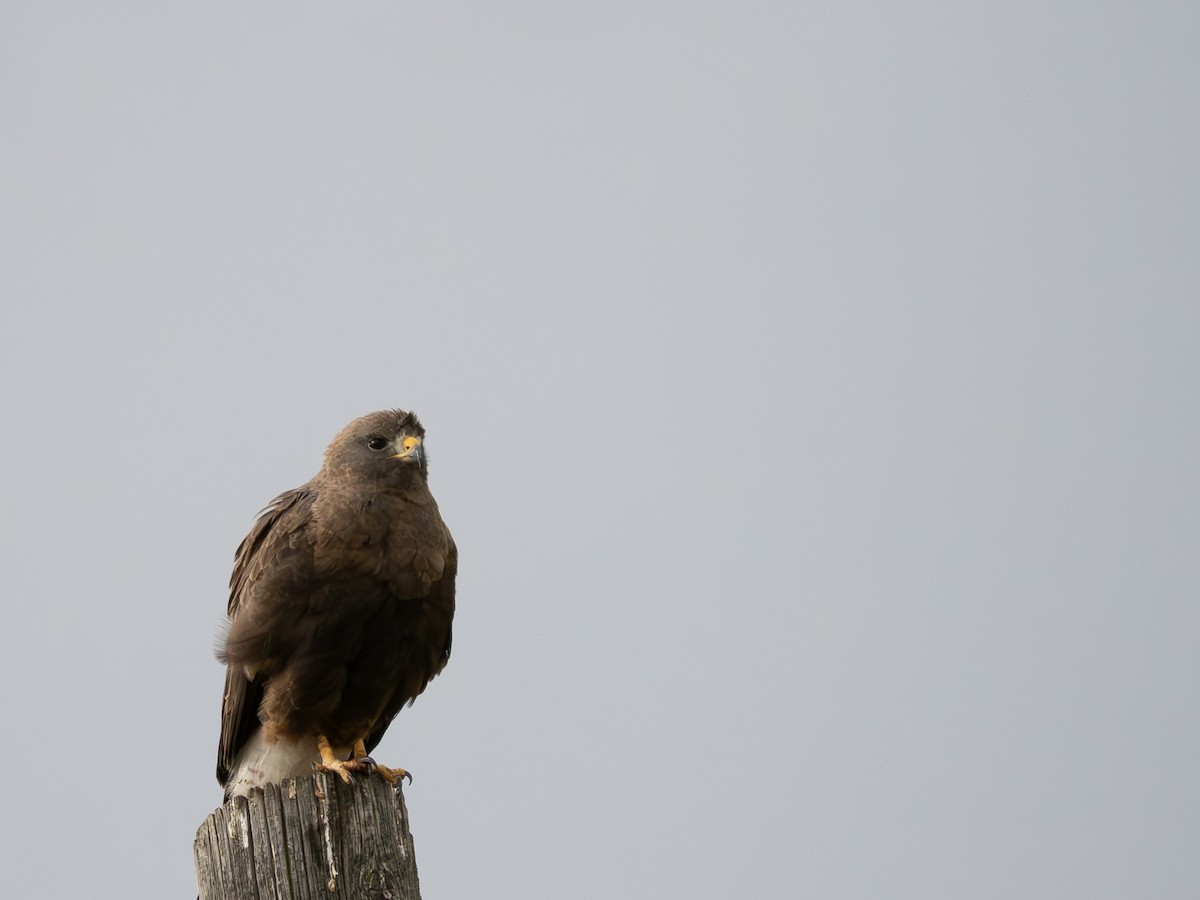 Swainson's Hawk - varun tipnis