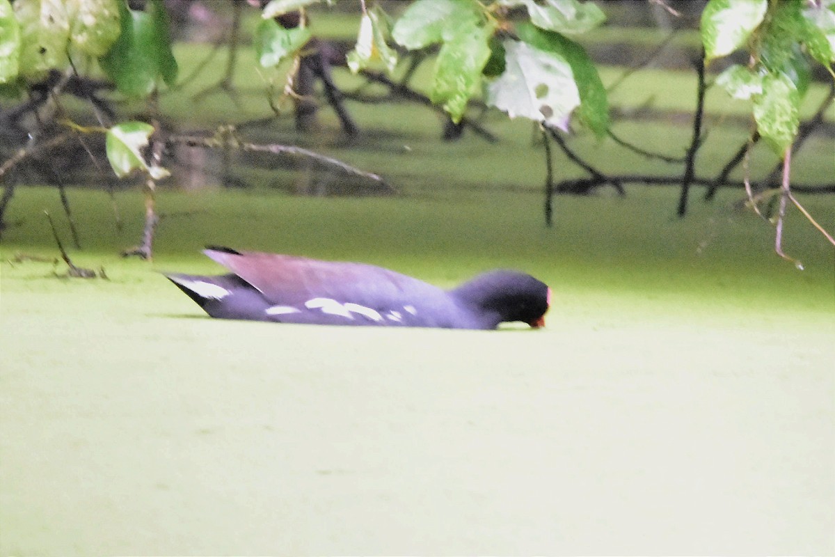 Common Gallinule - ML620688475