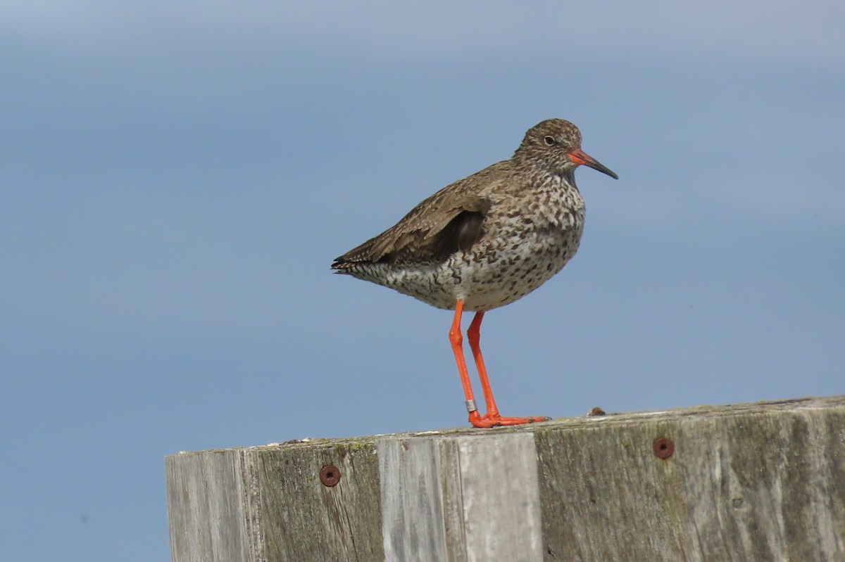 Common Redshank - ML620688484