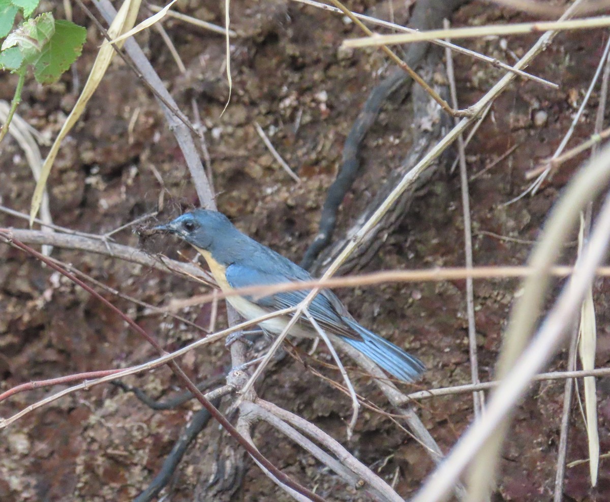 Tickell's Blue Flycatcher - ML620688485