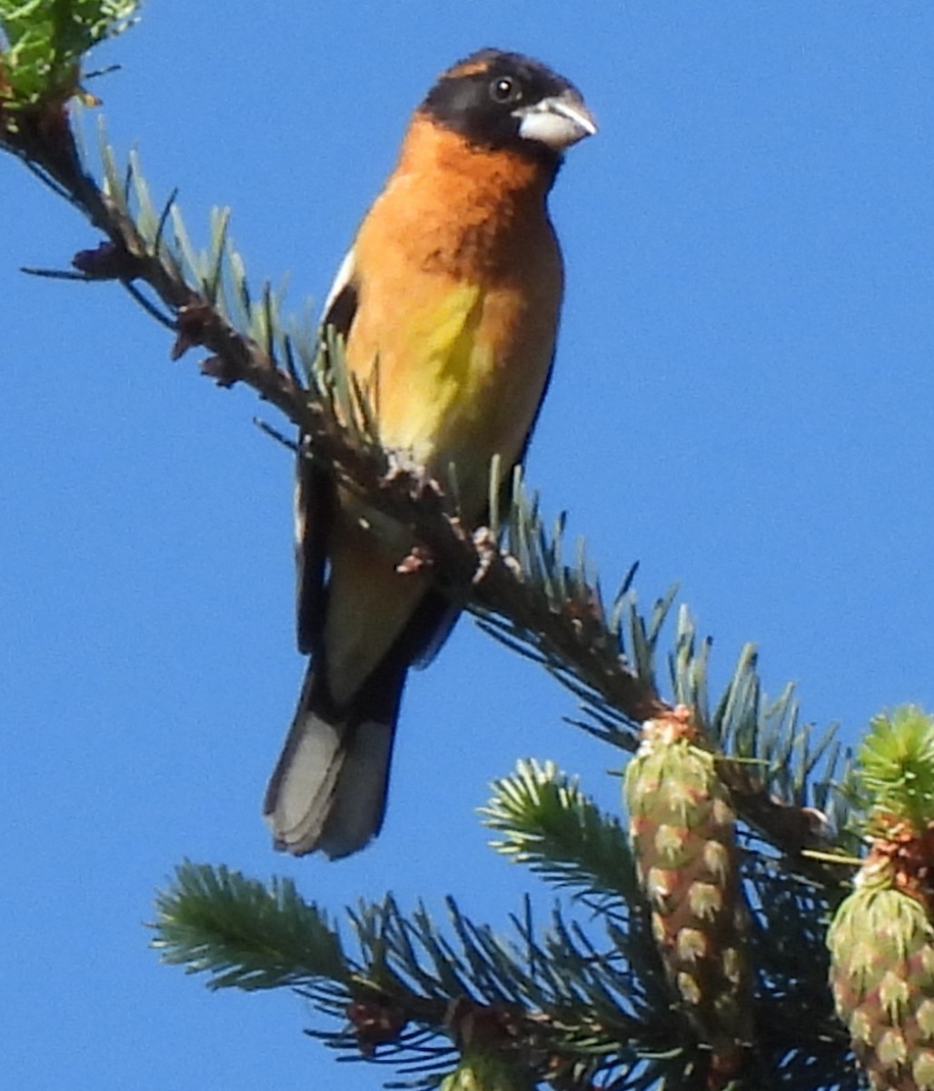 Cardinal à tête noire - ML620688489