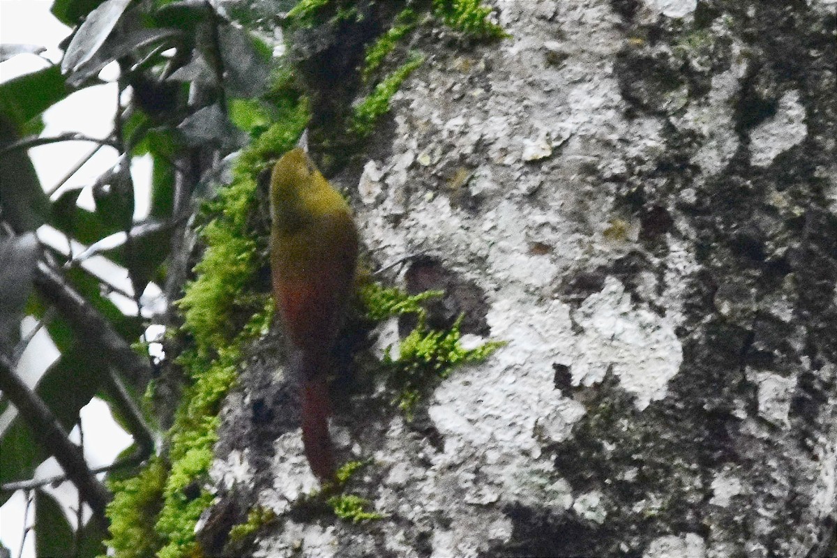 Olivaceous Woodcreeper - ML620688507