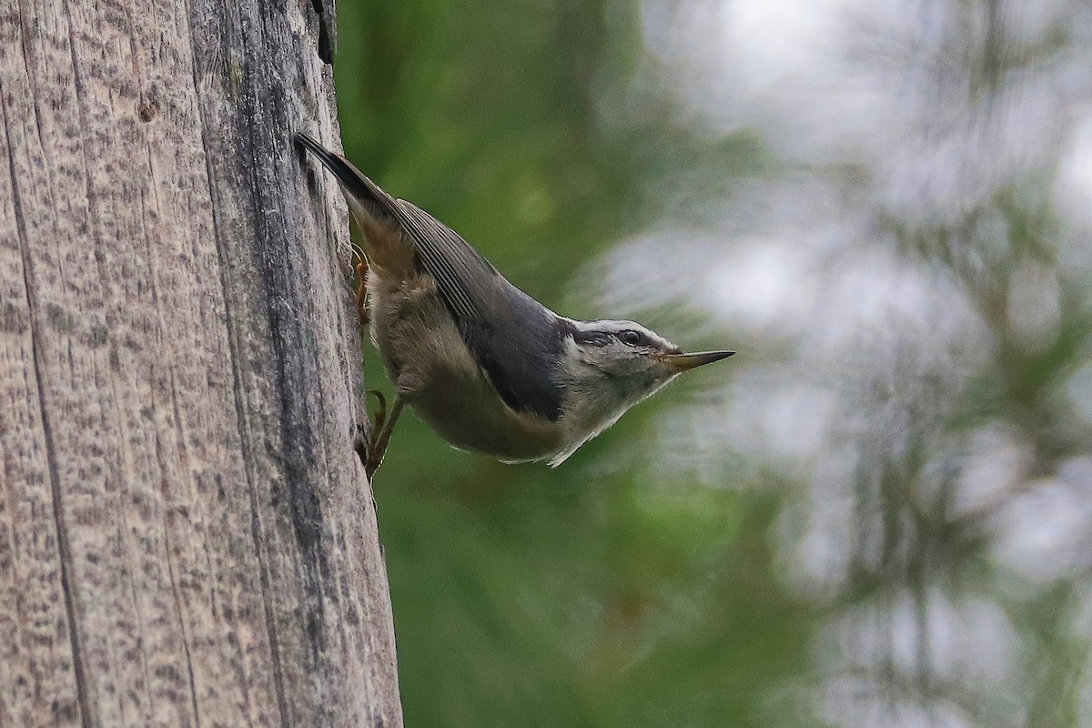 Red-breasted Nuthatch - ML620688510