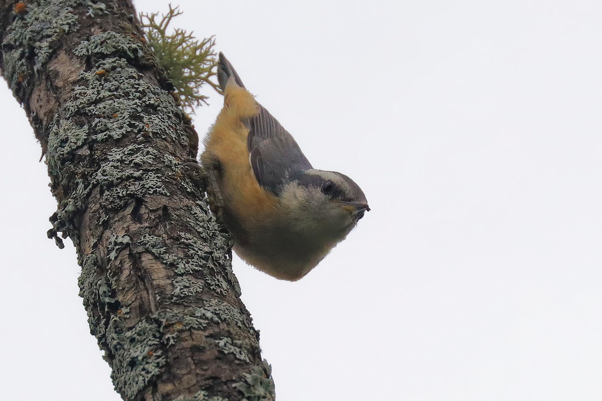 Red-breasted Nuthatch - ML620688511