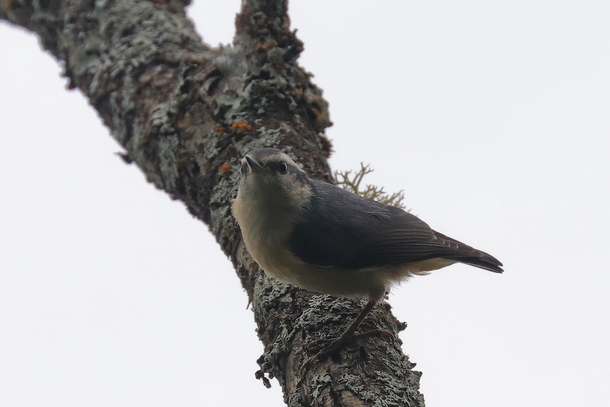 Red-breasted Nuthatch - ML620688512