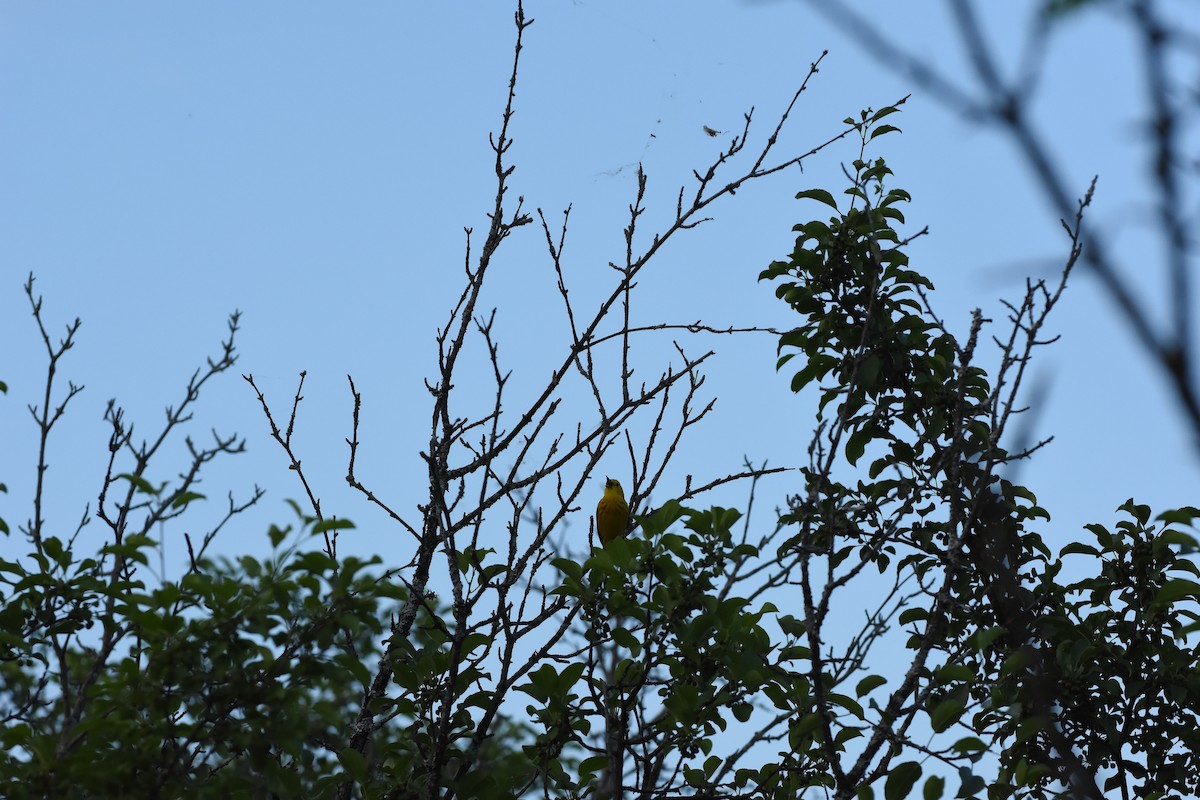 Yellow Warbler - ML620688513