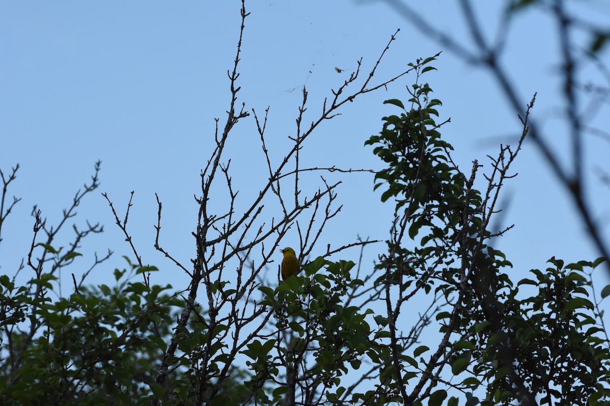 Paruline jaune - ML620688514