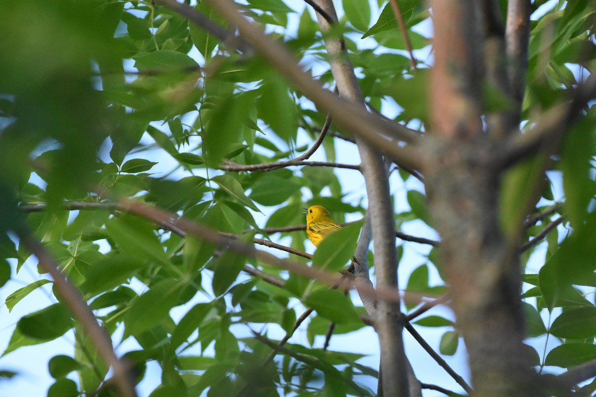 Paruline jaune - ML620688516