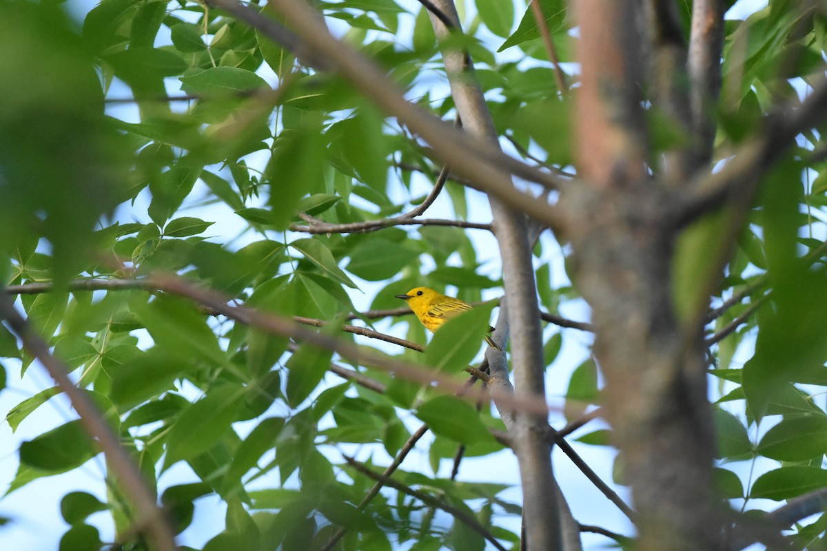 Yellow Warbler - ML620688518