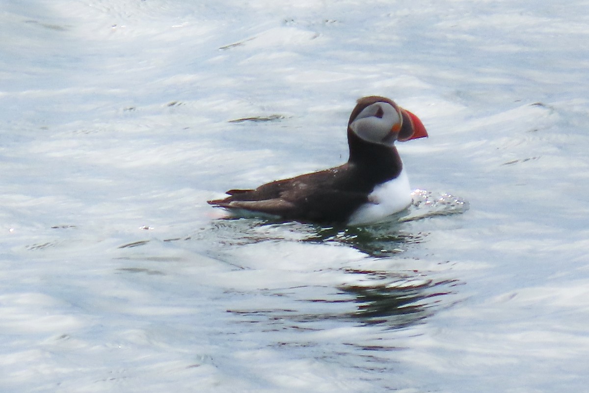 Atlantic Puffin - ML620688519