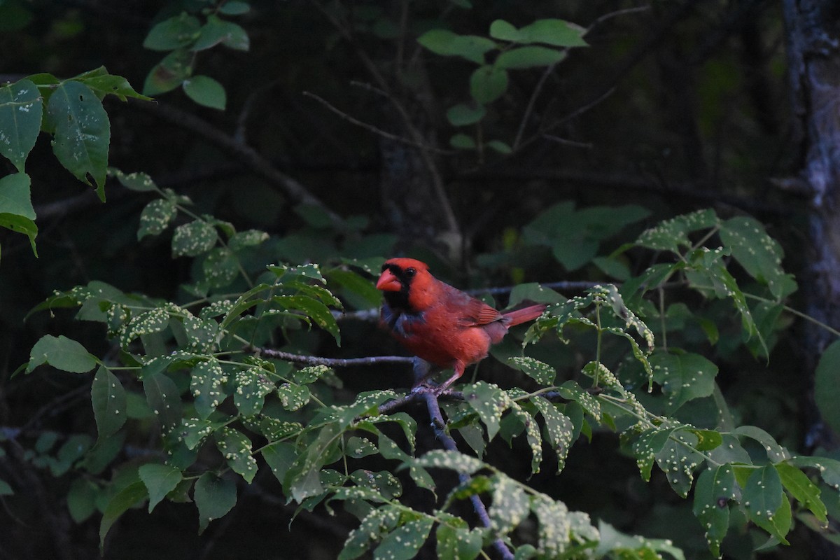 Cardinal rouge - ML620688521