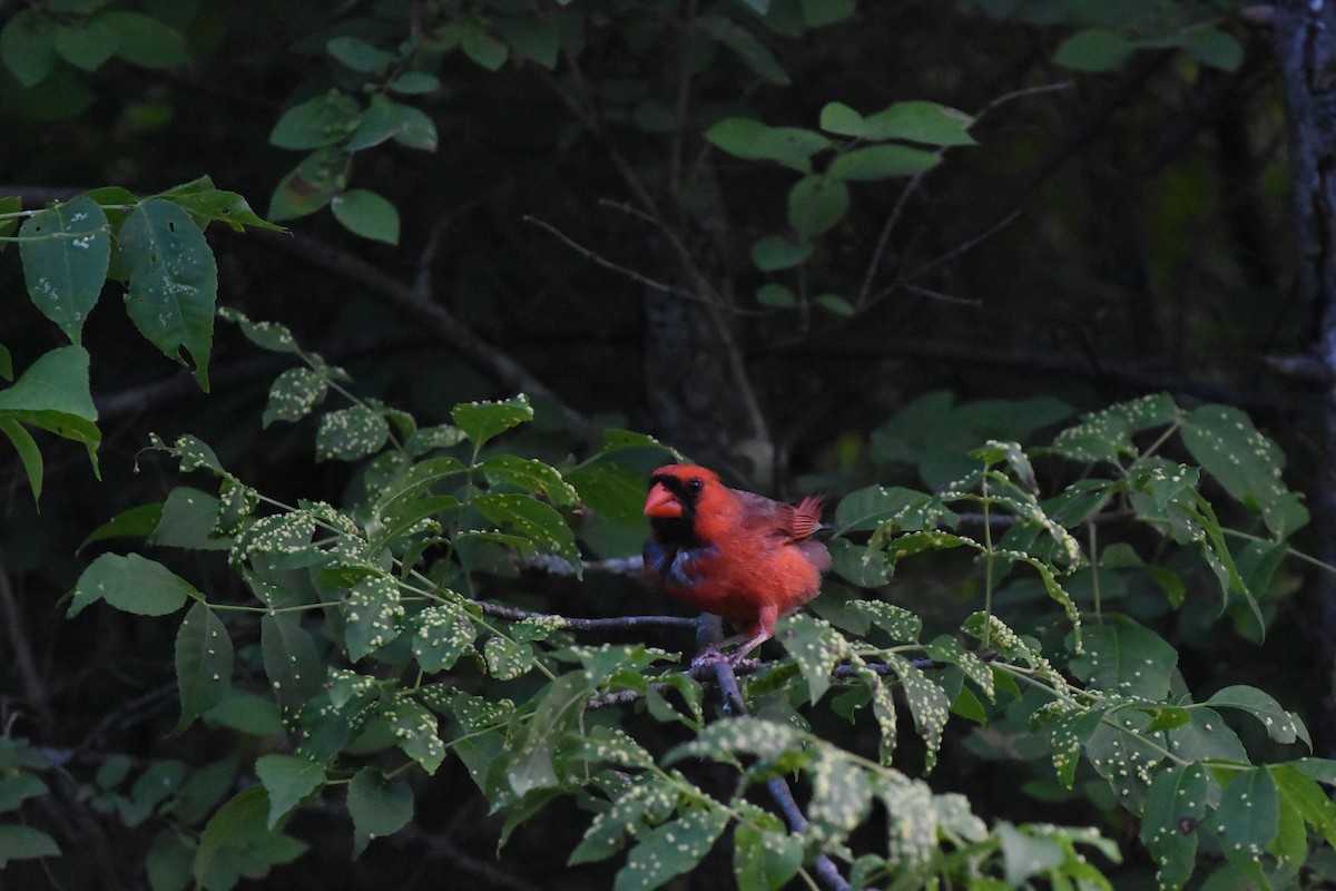 Cardinal rouge - ML620688522