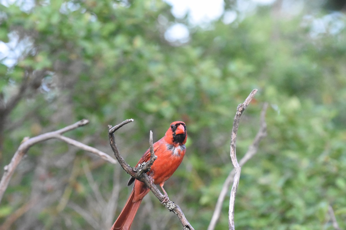 Cardinal rouge - ML620688523