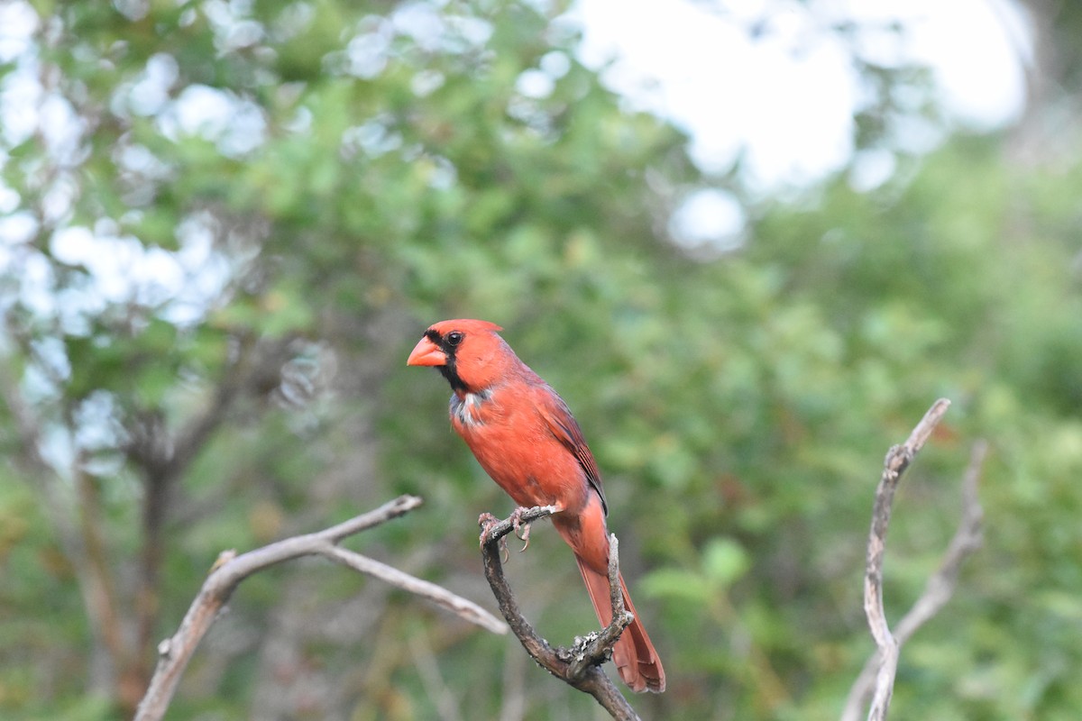 Cardenal Norteño - ML620688524