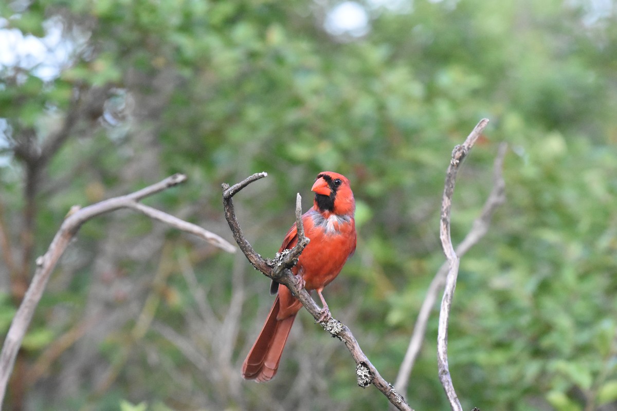 Cardenal Norteño - ML620688527