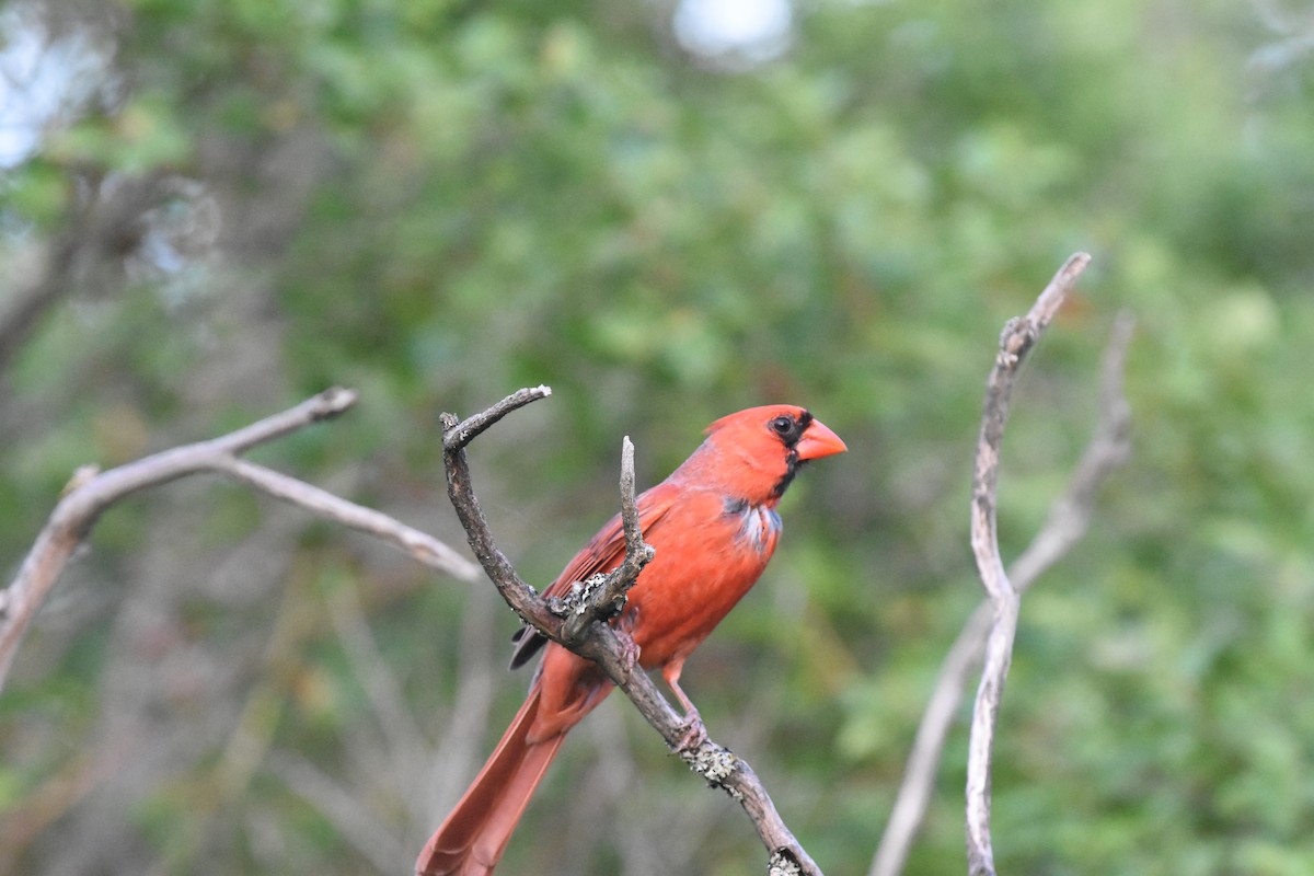 Northern Cardinal - ML620688528