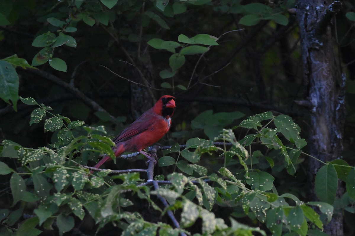 Cardinal rouge - ML620688529