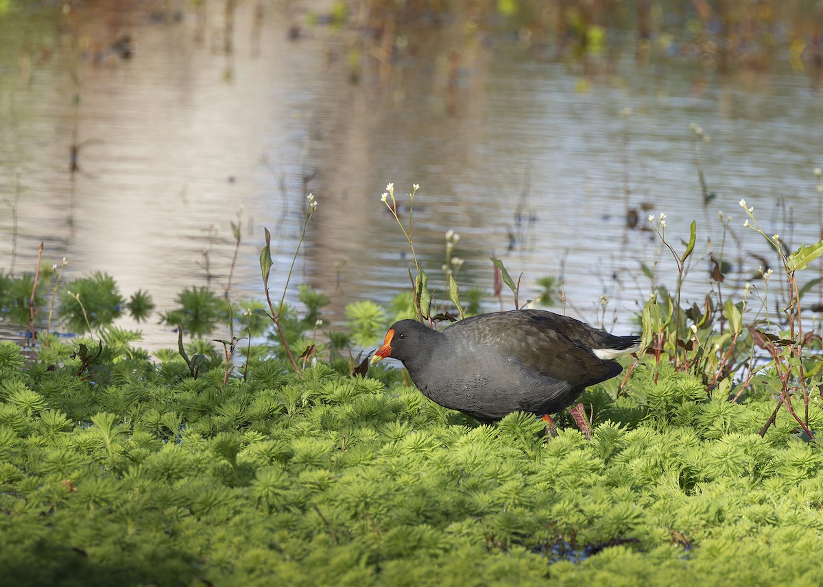 Gallinule sombre - ML620688531