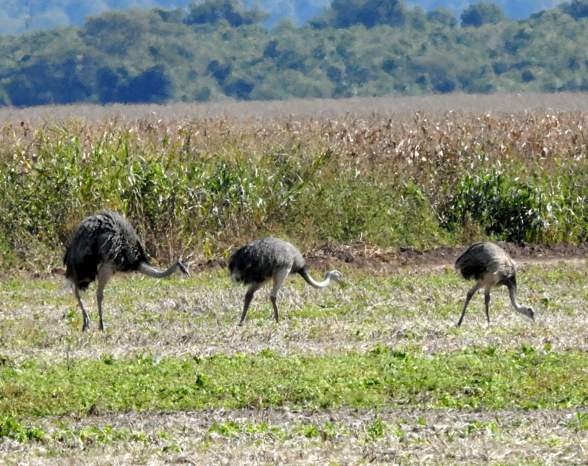 Greater Rhea - ML620688535