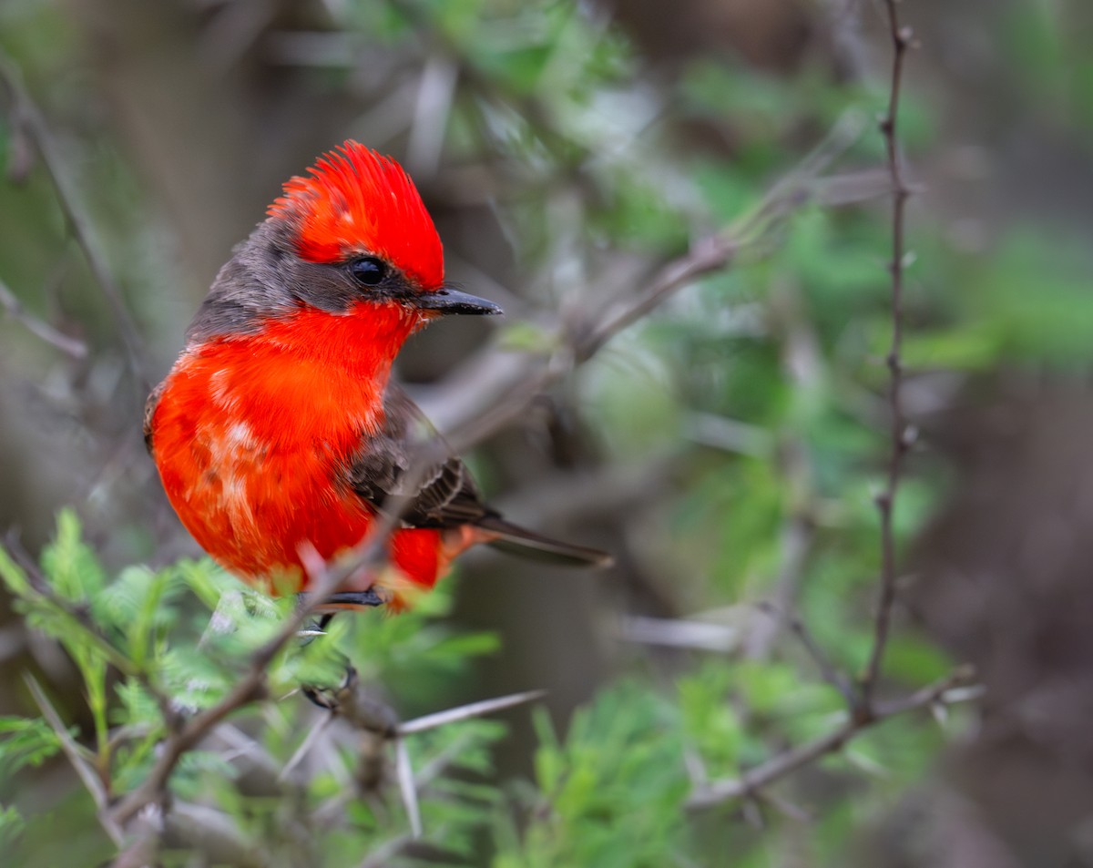 Vermilion Flycatcher - Karen Szafrajda