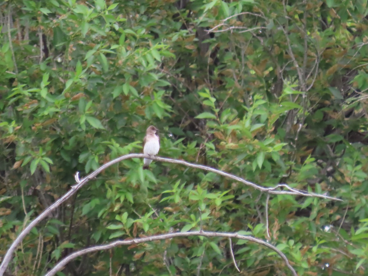 Northern Rough-winged Swallow - ML620688542