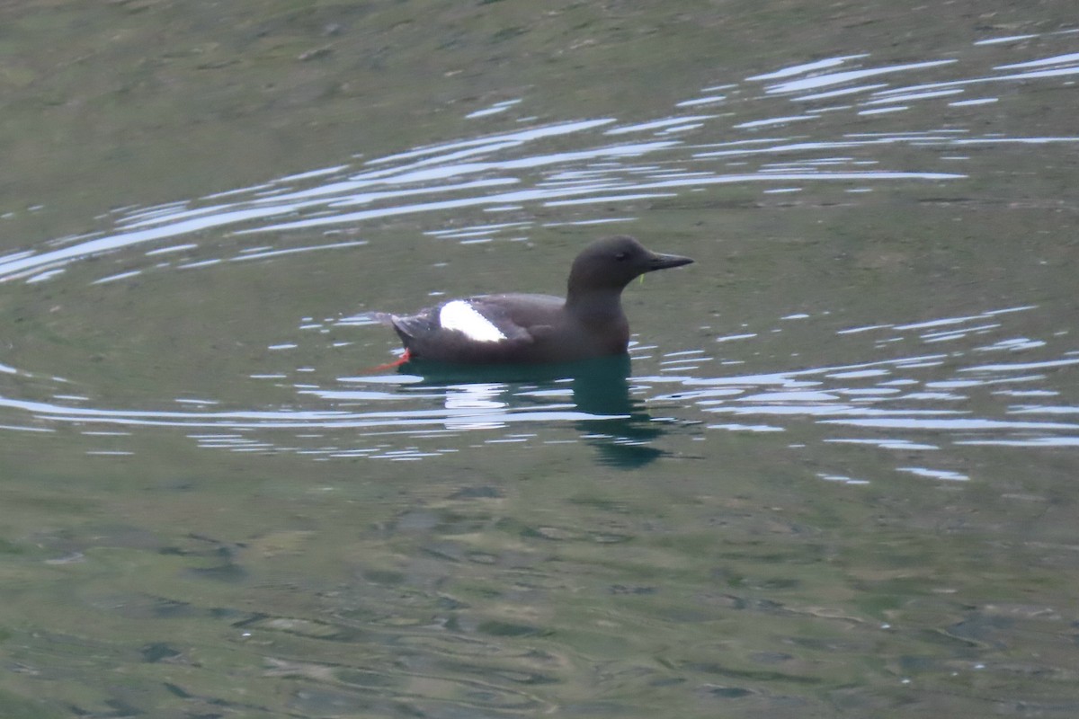 Black Guillemot - Peter & Jane Wolfe