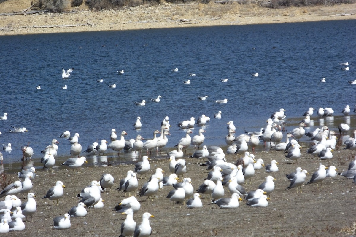 Snow Goose - ML620688544