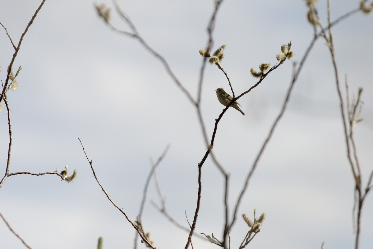 Arctic Warbler - ML620688545