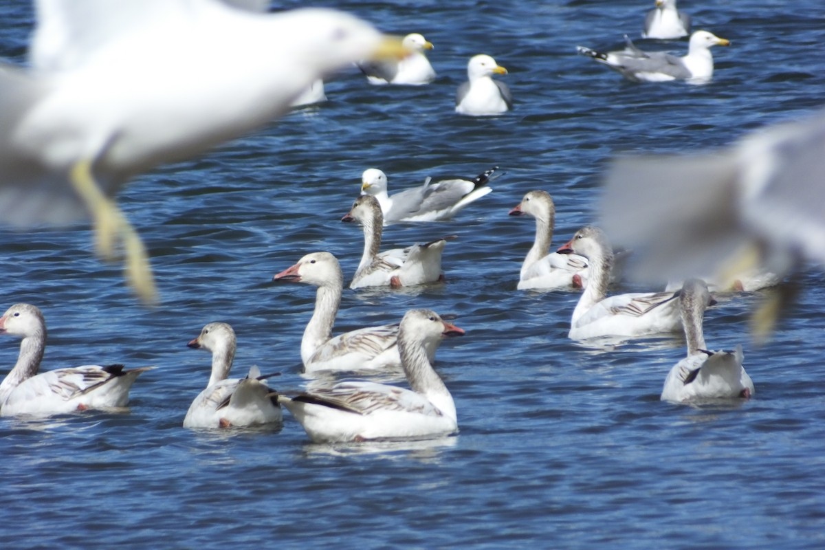 Snow Goose - ML620688550