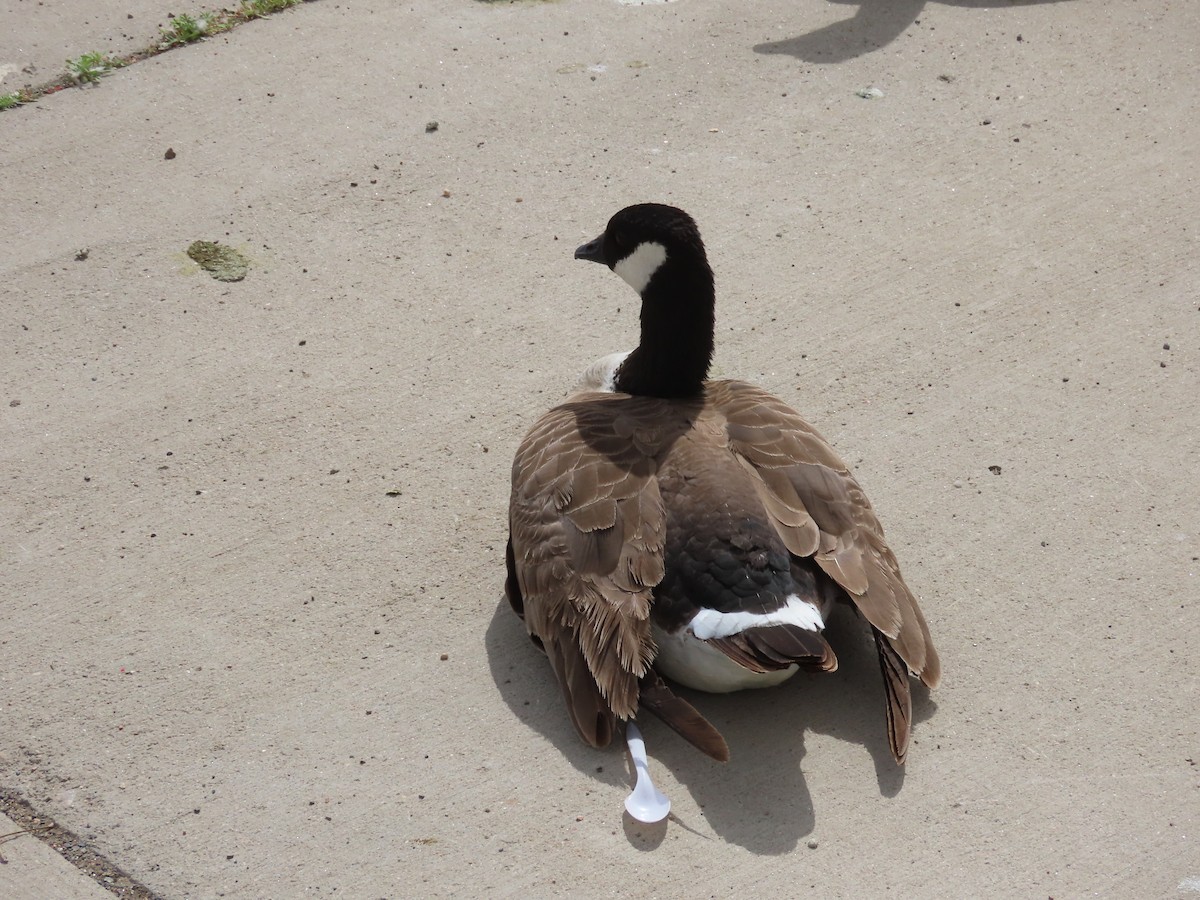 Cackling/Canada Goose - ML620688557