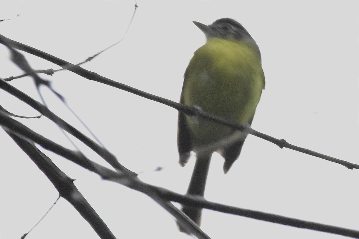 Ochre-faced Tody-Flycatcher - ML620688561