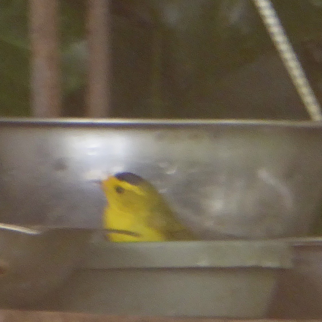 Wilson's Warbler - ML620688562