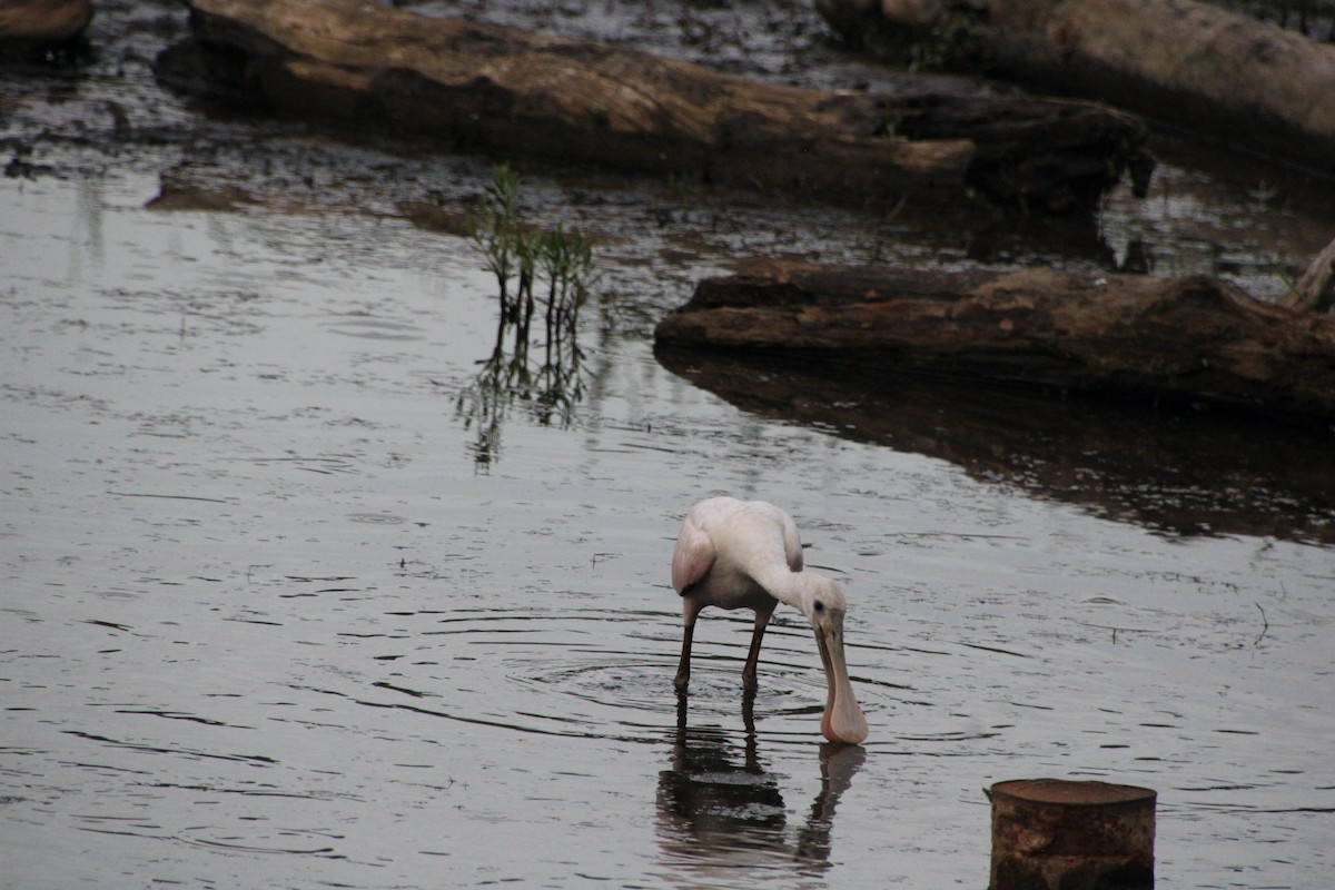 Roseate Spoonbill - ML620688564