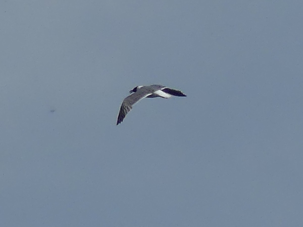 Laughing Gull - ML620688567